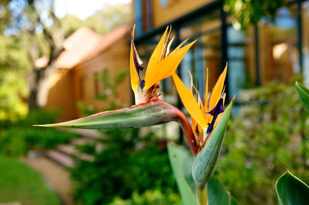 Cap Serein Guest House Kaapstad Buitenkant foto