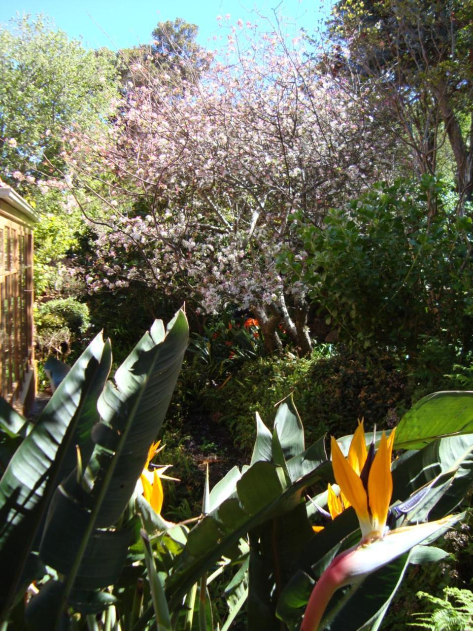 Cap Serein Guest House Kaapstad Buitenkant foto